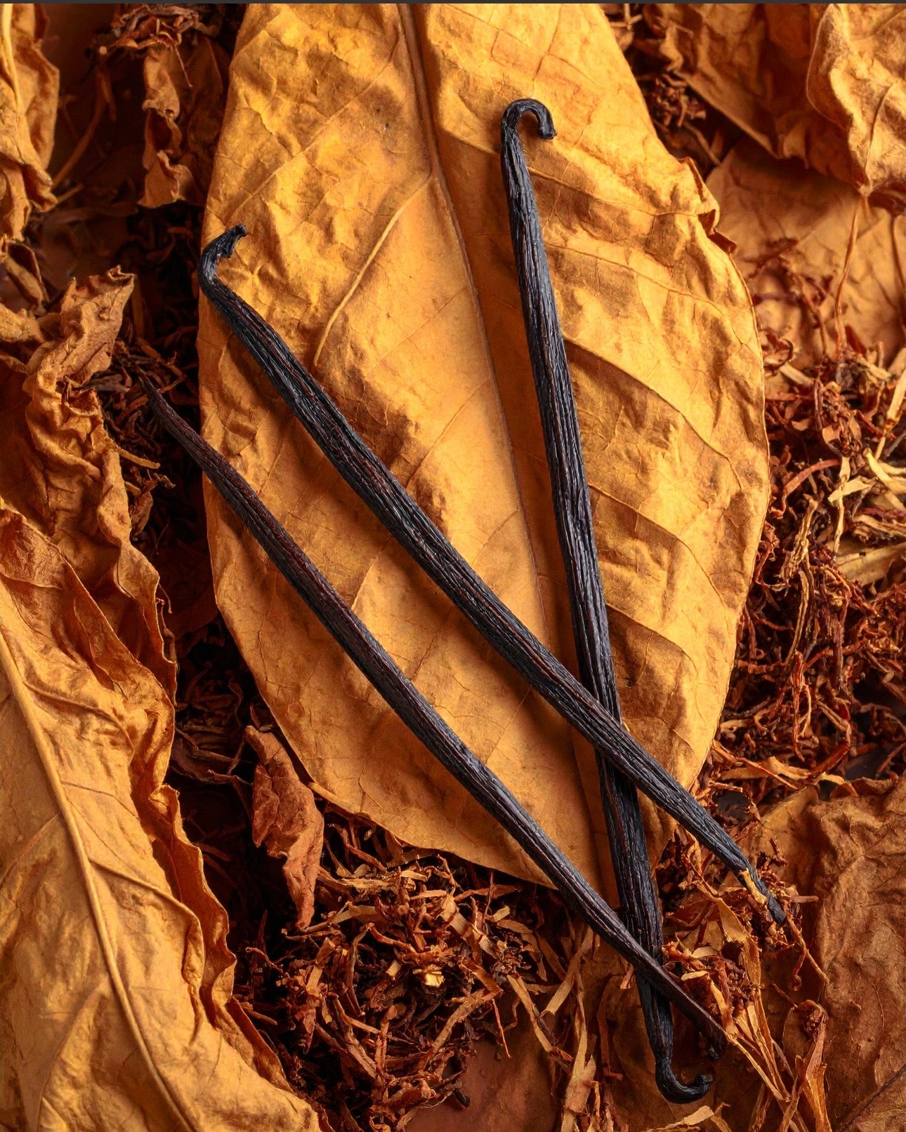 Tabacco Vanilla